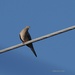 Dove on the Wire by selkie