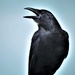 Black Bird by chejja