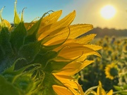 28th Jul 2020 - Sunflower Sunshine