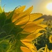 Sunflower Sunshine by lynnz