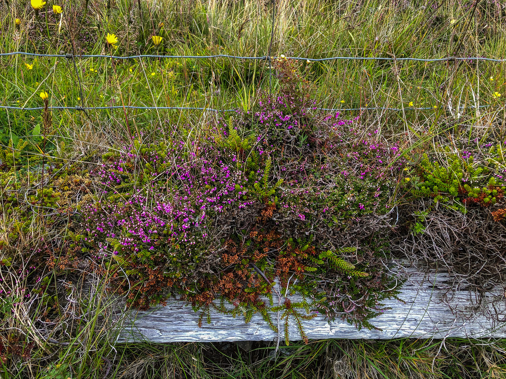 Purple Heather by lifeat60degrees