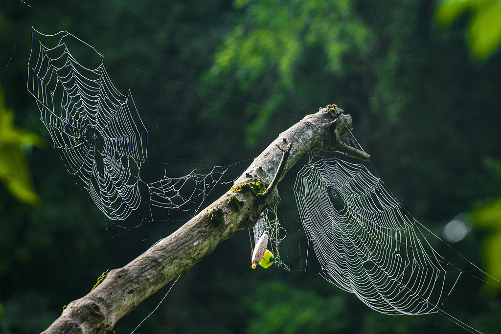 Spider Webs by k9photo