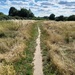 More walking track by judithdeacon