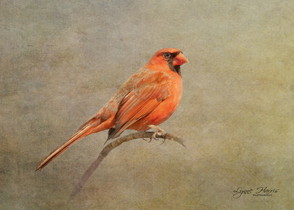 Cardinal by lynne5477