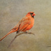 Cardinal by lynne5477