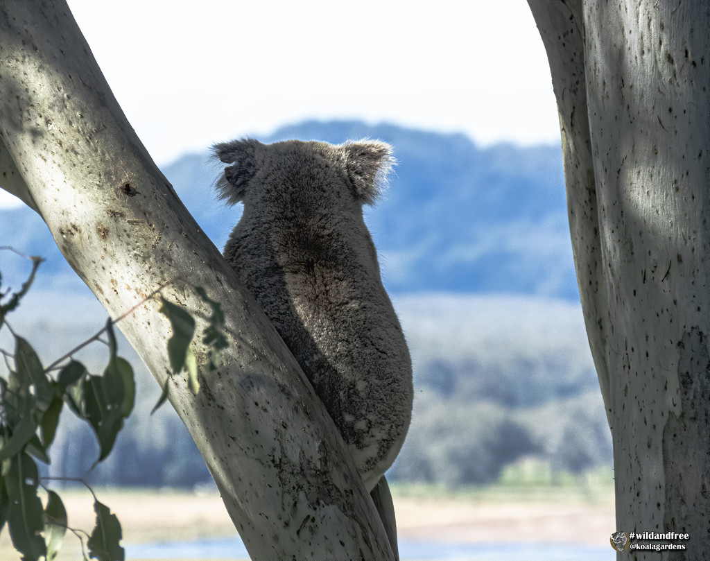 the sounds of koala by koalagardens