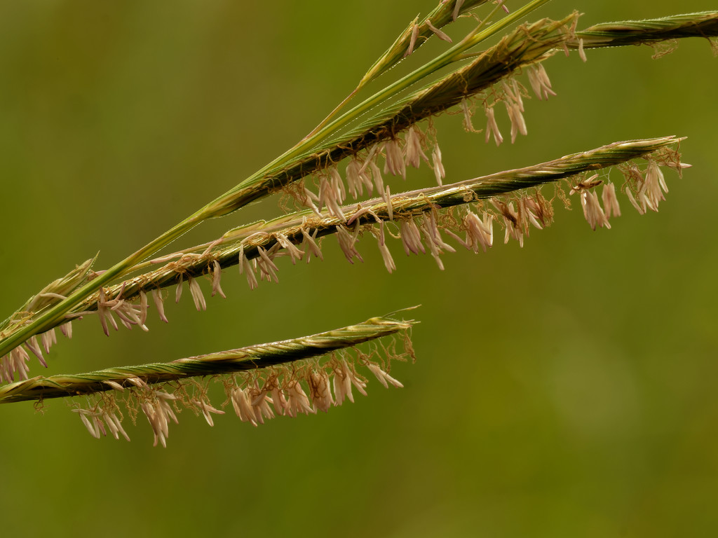 prairie cordgrass by rminer