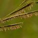 prairie cordgrass by rminer