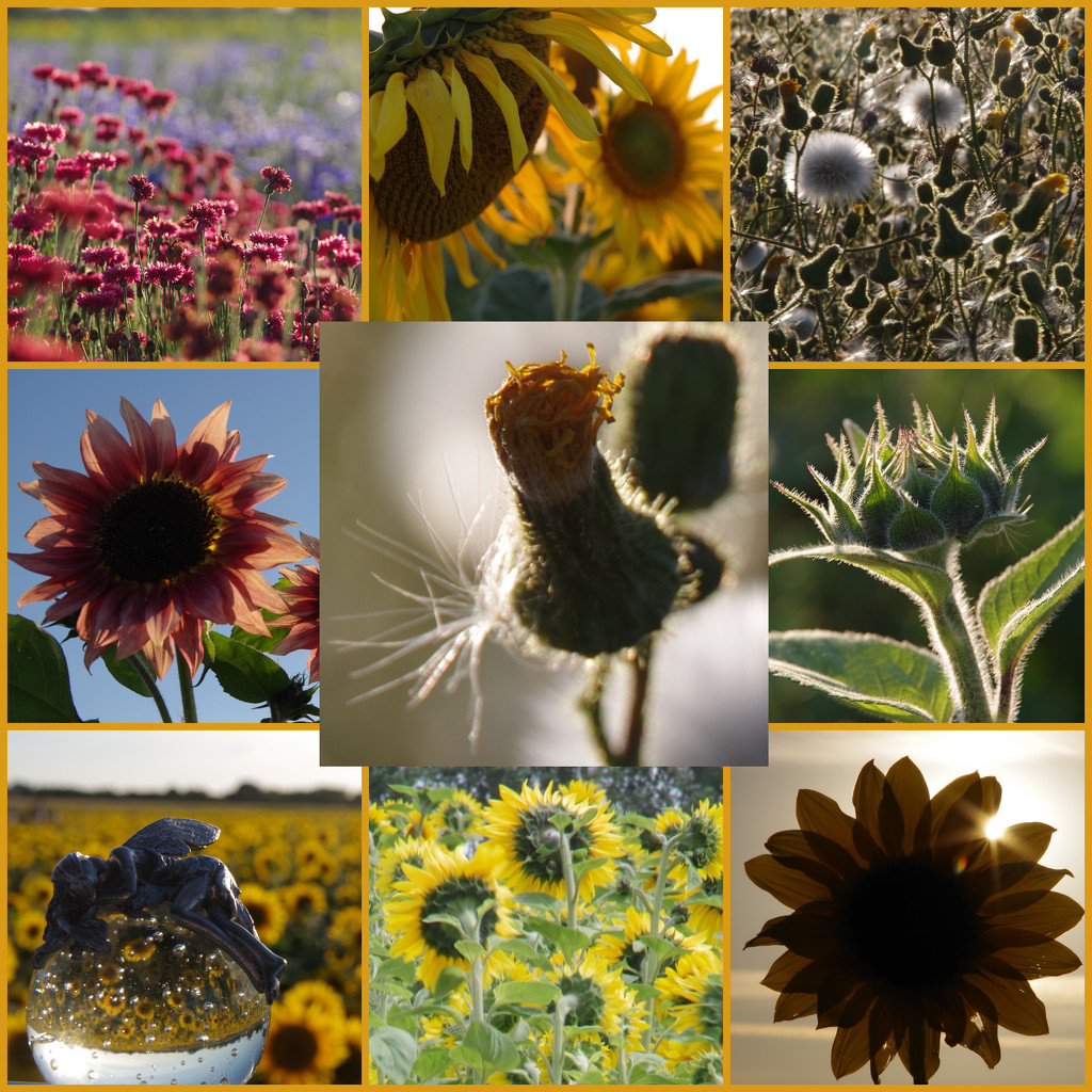 Sunflowers' Evening by 30pics4jackiesdiamond
