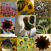 30th Jul 2020 - Sunflowers' Evening