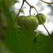 Muscadine Grapes by sfeldphotos
