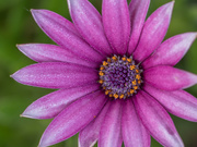 30th Jul 2020 - Purple daisy