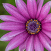 Purple daisy by gosia