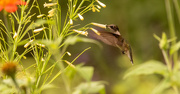 30th Jul 2020 - Hummingbird After the Pollen!