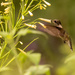 Hummingbird After the Pollen! by rickster549