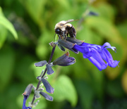 30th Jul 2020 - bumblebee on agapanthus