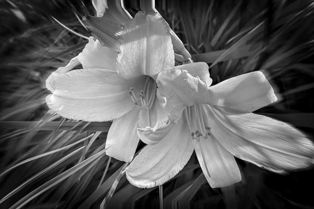 Hipstamatic Pinhole flower in B&W by jeffjones