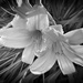 Hipstamatic Pinhole flower in B&W by jeffjones