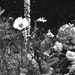 Monochrome garden by lellie