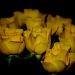 Yellow Roses by andycoleborn