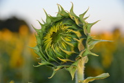 31st Jul 2020 - Don’t look into the Sun flower!