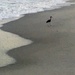 Surfer, Bird and Beach  by wilkinscd
