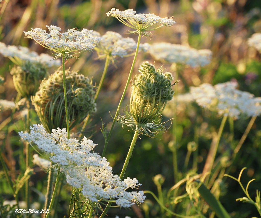 Stages of Queen Anne's Lace by selkie