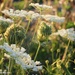 Stages of Queen Anne's Lace by selkie