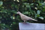 31st Jul 2020 - Collared dove