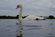31st Jul 2020 - SWIMMING WITH SWANS