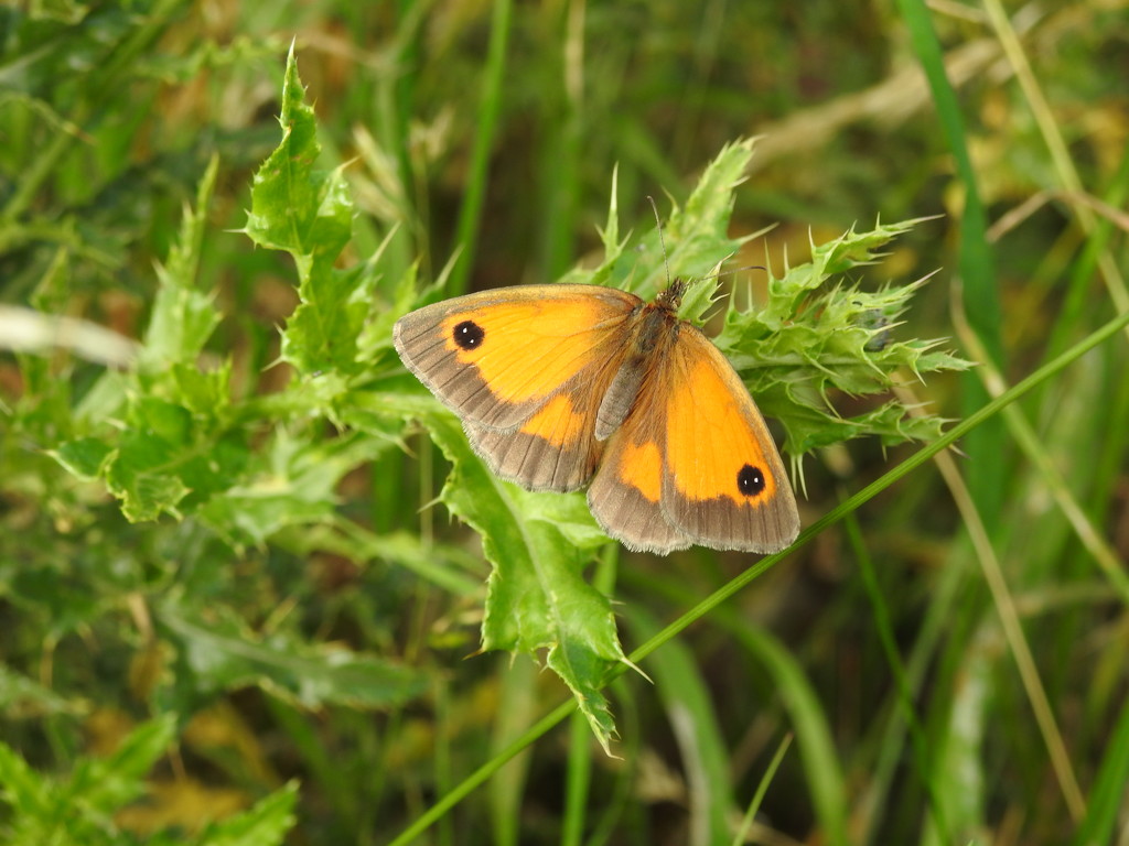 Gatekeeper Butterfly by oldjosh