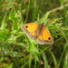 Gatekeeper Butterfly by oldjosh