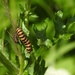 Cinabar Moth Caterpillars by oldjosh
