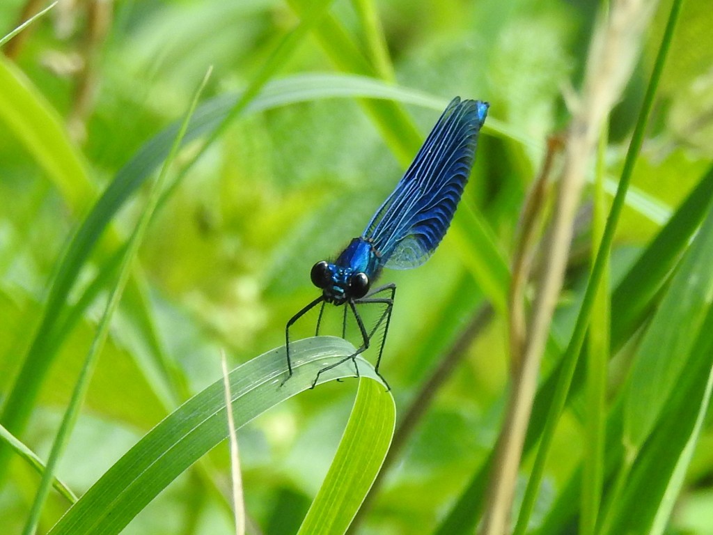 Damselfly Agrion Virgo by oldjosh