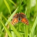 Small Copper by oldjosh