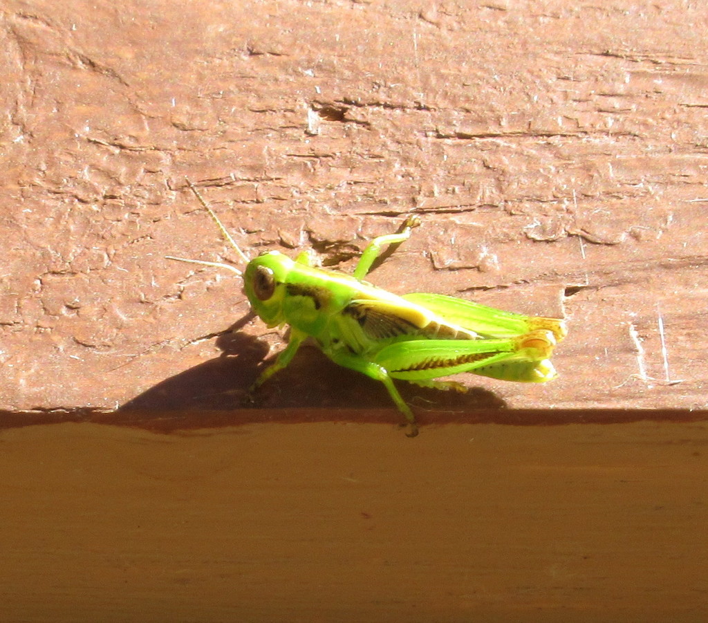 Grasshopper by bruni
