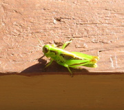 31st Jul 2020 - Grasshopper