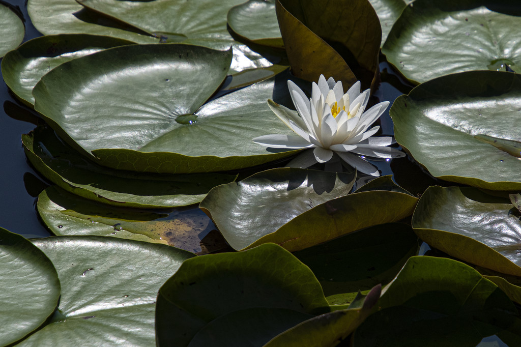 Swift Creek Water Lily by timerskine