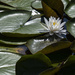Swift Creek Water Lily by timerskine
