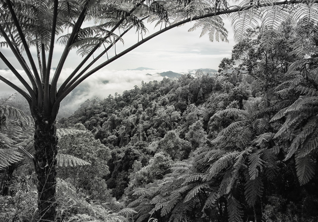 Belum Rainforest by jerome