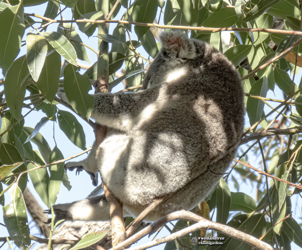 stretch those feet by koalagardens