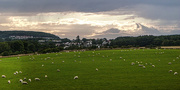 31st Jul 2020 - Lots of sheep