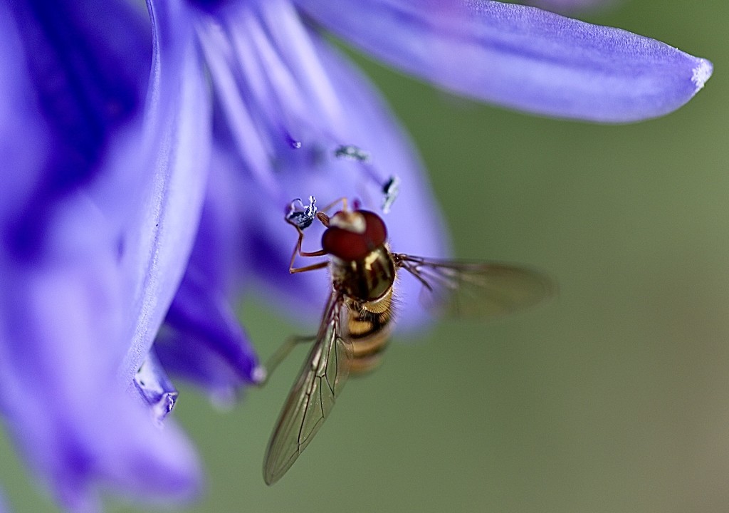 Agapanthus Visitor by carole_sandford