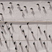 Swifts by fotoblah