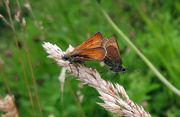 30th Jul 2020 - Small Skippers having a moment