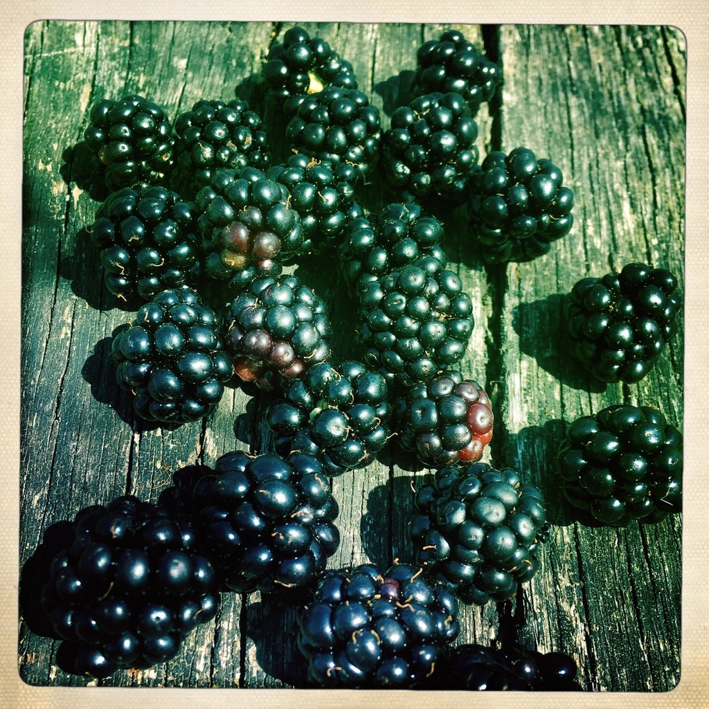 Blackberries  by andycoleborn