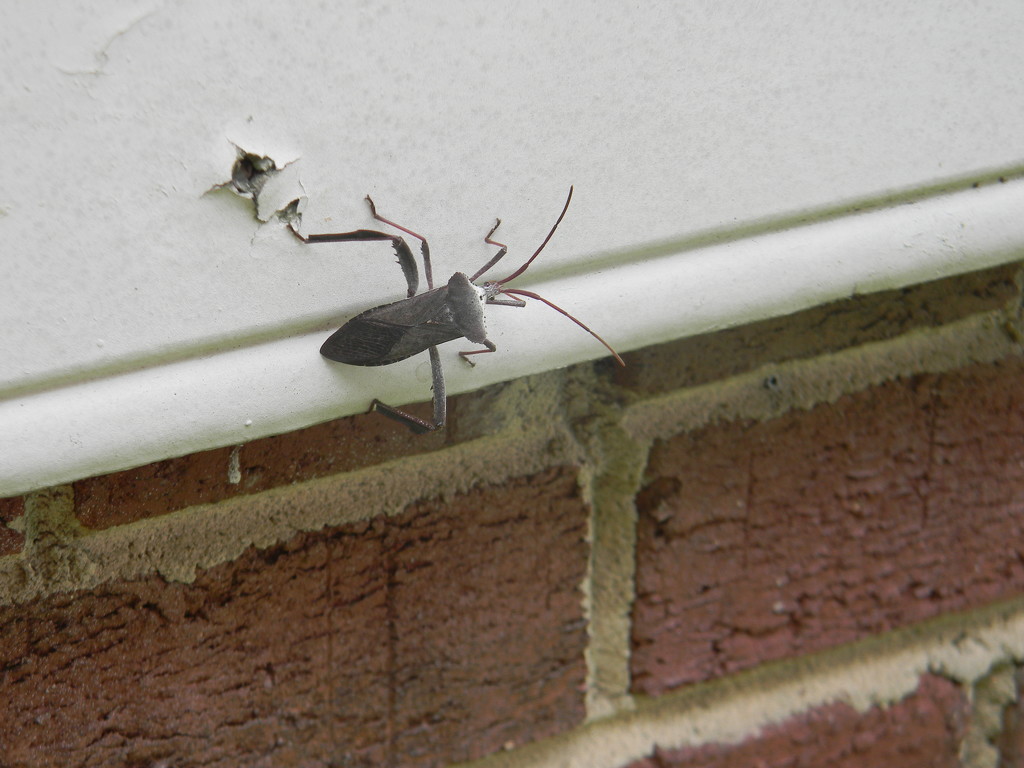 Bug On Side Of House by sfeldphotos