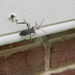 Bug On Side Of House by sfeldphotos