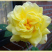 yellow rose by gijsje