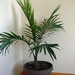Majesty Palm by larrysphotos